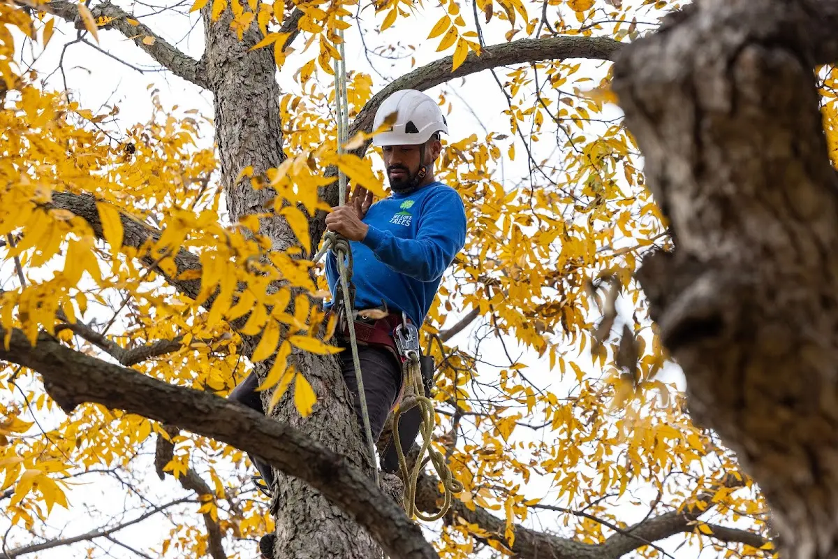 Skilled Tree Trimming crew working in Corinth